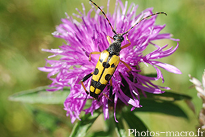 Leptura maculata